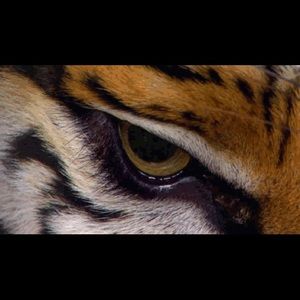 Meet your Posher, Pauline